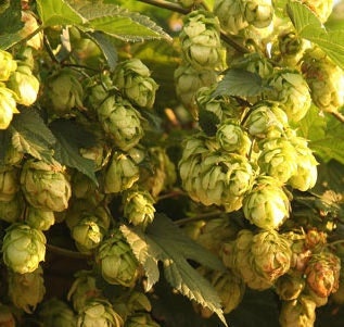Hops Seeds (Humulus lupulus) - Zone 3 - 50+ Seeds