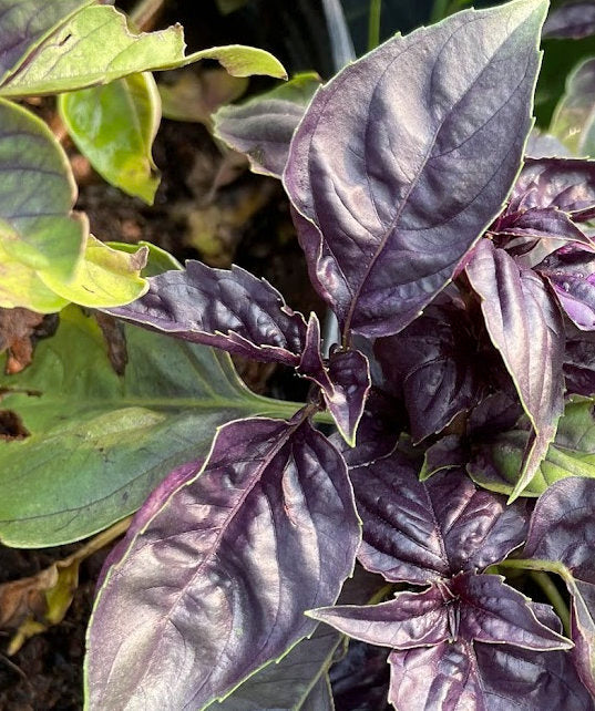 Graines de basilic rouge rubis (Ocimum basilicum 'Purpurascens') - 100+ graines