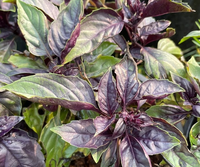 Graines de basilic rouge rubis (Ocimum basilicum 'Purpurascens') - 100+ graines