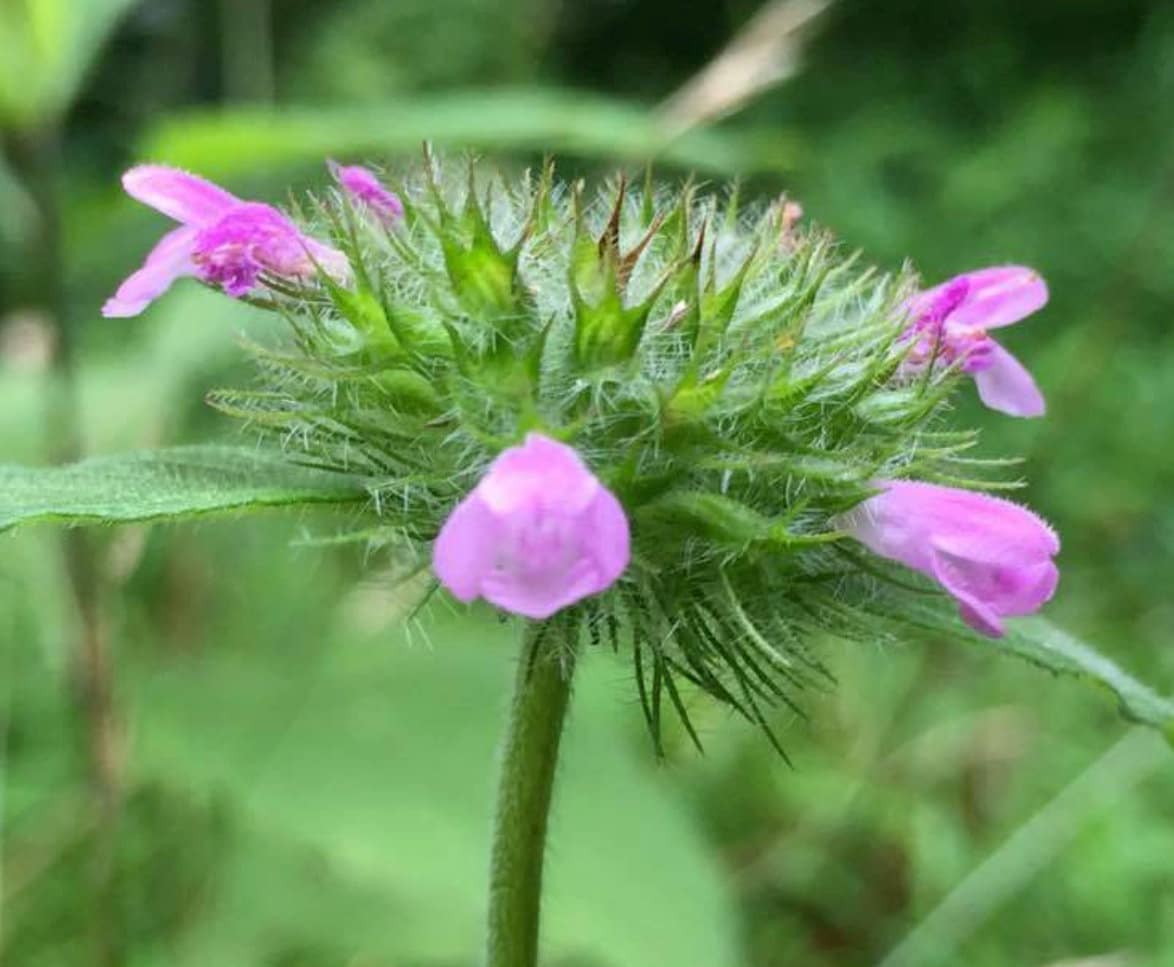 Graines de basilic sauvage (Clinopodium vulgare) - Zone 4 - 100+ graines