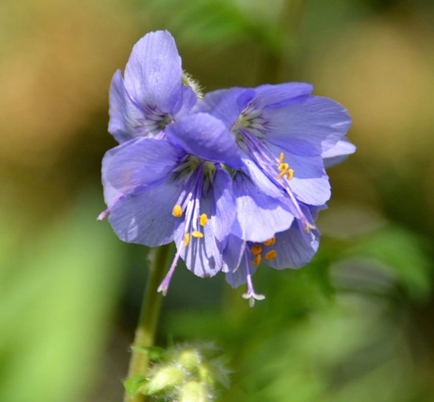 Graines de l'échelle de Jacob (Polemonium caeruleum) - Zone 3 - 200+ graines