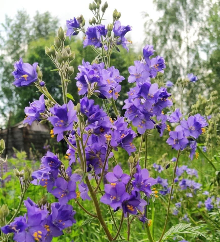 Graines de l'échelle de Jacob (Polemonium caeruleum) - Zone 3 - 200+ graines