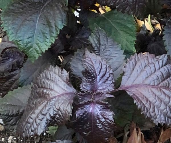 Purple Perilla, Shiso (Perilla frutescens var. crispa) - Annual Herb - 150+ Seeds