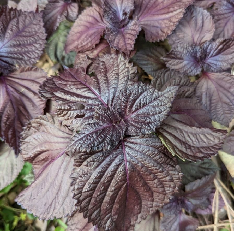 Purple Perilla, Shiso (Perilla frutescens var. crispa) - Annual Herb - 150+ Seeds
