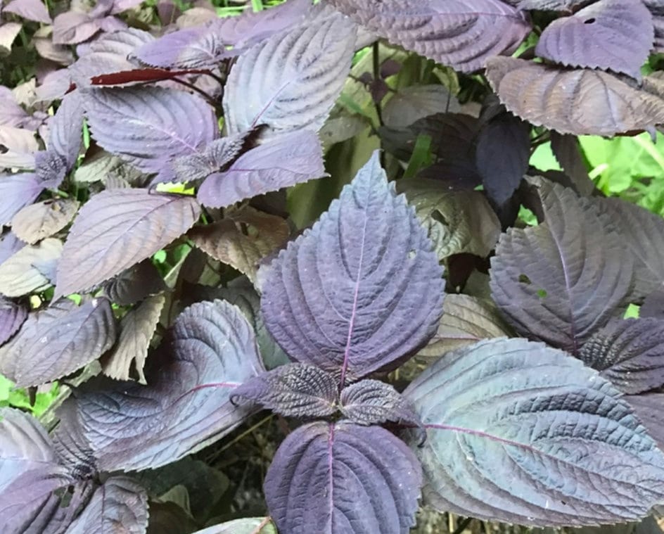 Purple Perilla, Shiso (Perilla frutescens var. crispa) - Annual Herb - 150+ Seeds