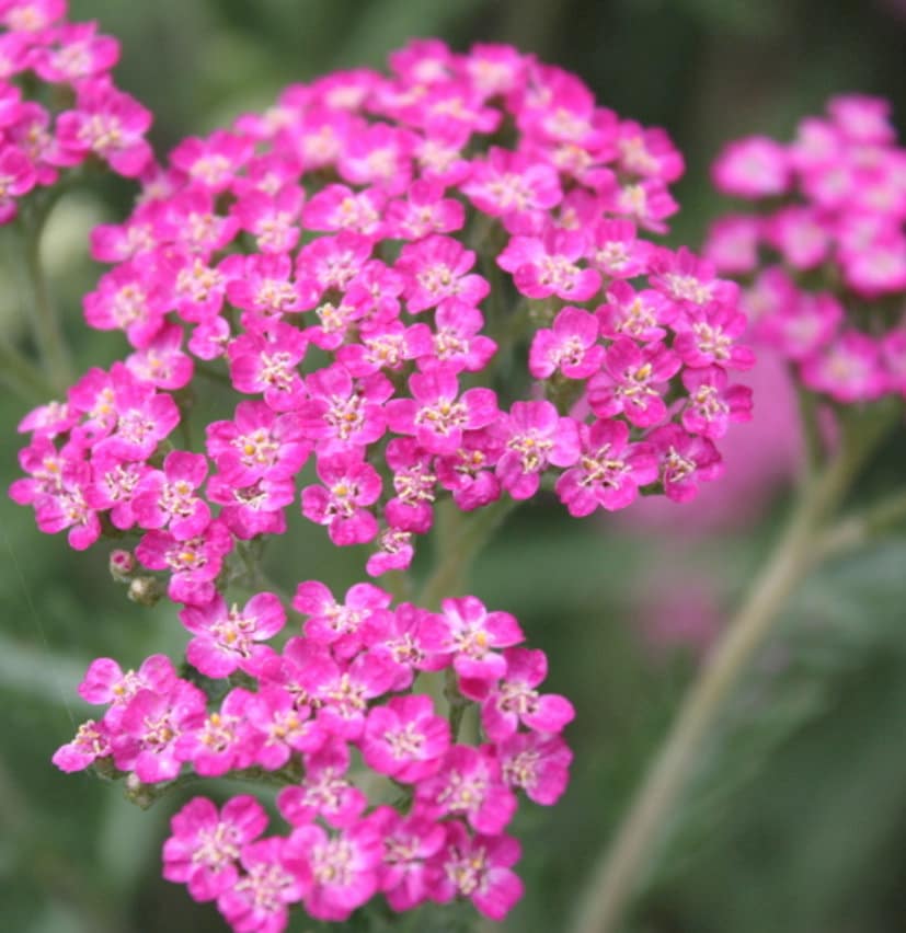 Graines d'Achillée millefeuille (Achillea millefolium 'Red') - Fleur vivace - 1000+ graines