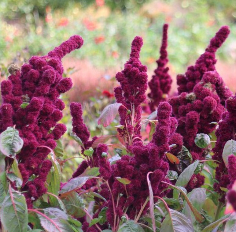 Semillas de amaranto cabeza de elefante (Amaranthus gangeticus) - Anual - Más de 50 semillas