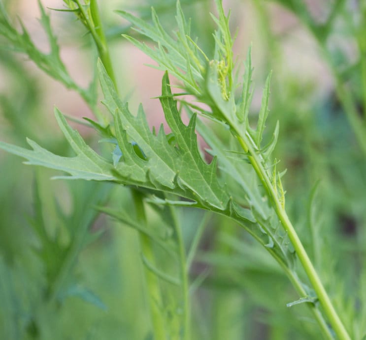 Mizuna, Japanese Mustard Seeds (Brassica Rapa var. Nipposinica) - 100+ Seeds