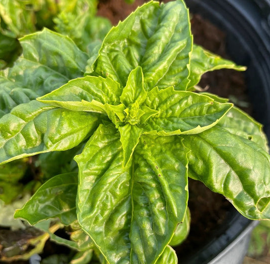 Toscano Basil Seeds (Ocimum basilicum 'Toscano') - 100+ Seeds