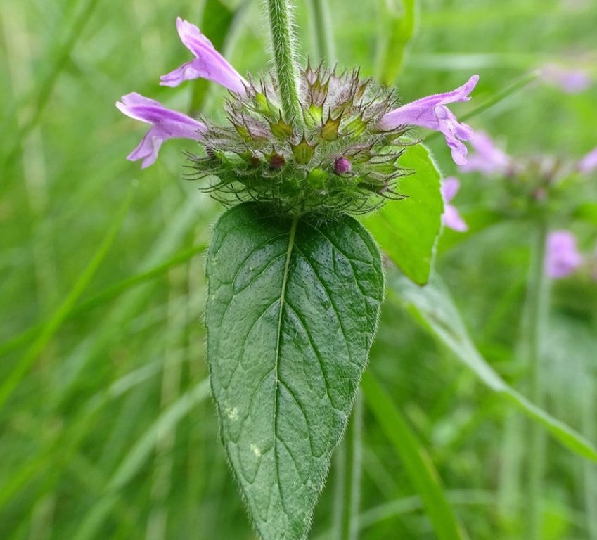 Graines de basilic sauvage (Clinopodium vulgare) - Zone 4 - 100+ graines