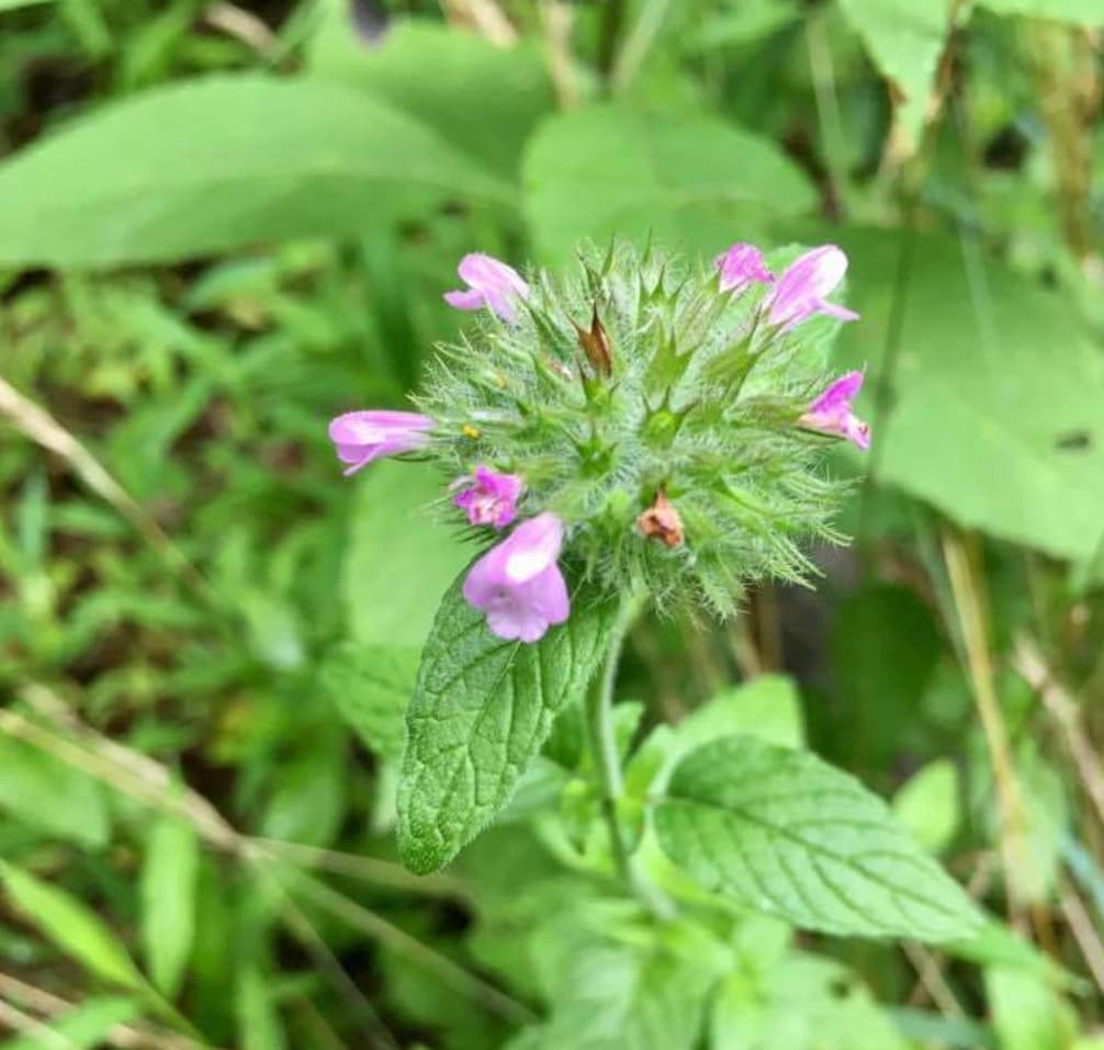 Graines de basilic sauvage (Clinopodium vulgare) - Zone 4 - 100+ graines