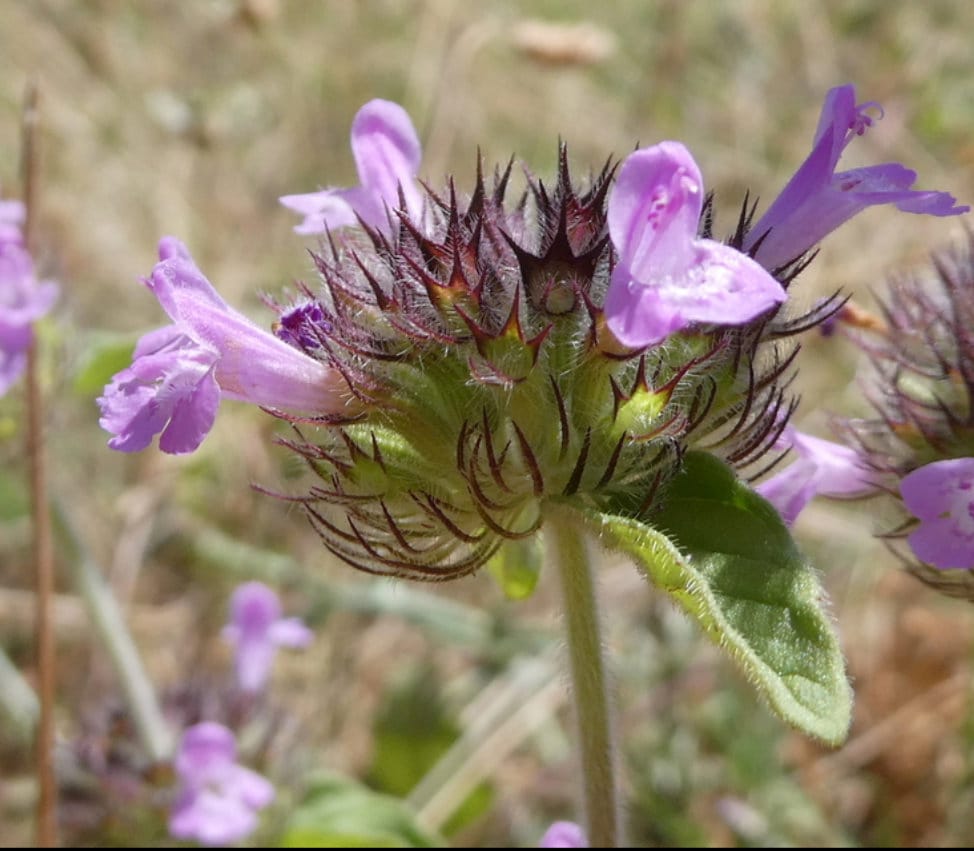 Graines de basilic sauvage (Clinopodium vulgare) - Zone 4 - 100+ graines
