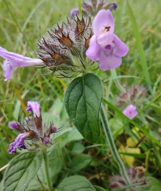 Wild Basil Seeds (Clinopodium vulgare) - Zone 4 - 100+ Seeds