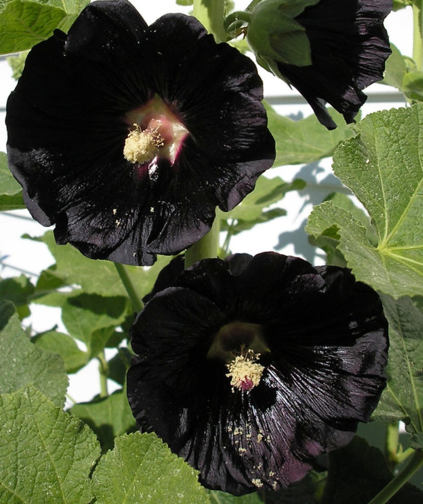 Black Hollyhock (Alcea rosea 'Nigra') - Biennial - Flower - 20+ Seeds