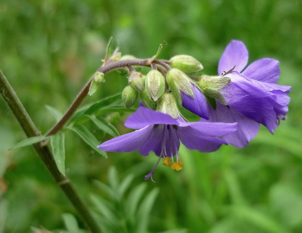 Graines de l'échelle de Jacob (Polemonium caeruleum) - Zone 3 - 200+ graines