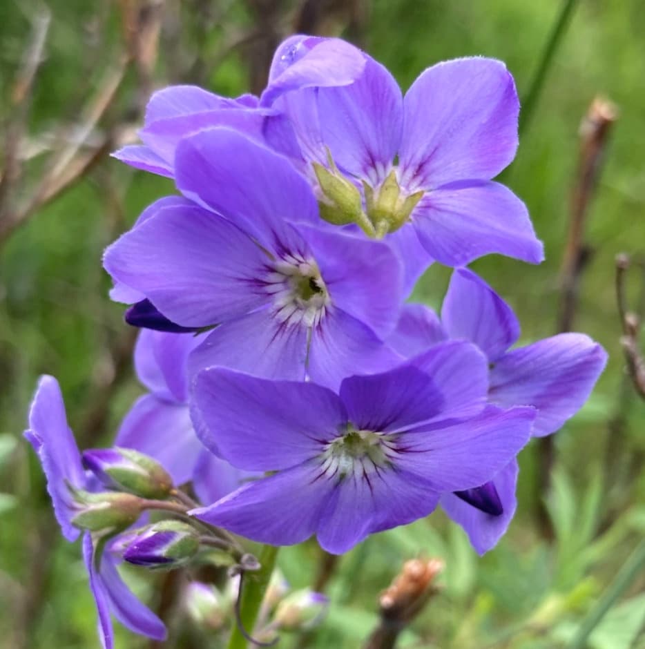 Graines de l'échelle de Jacob (Polemonium caeruleum) - Zone 3 - 200+ graines