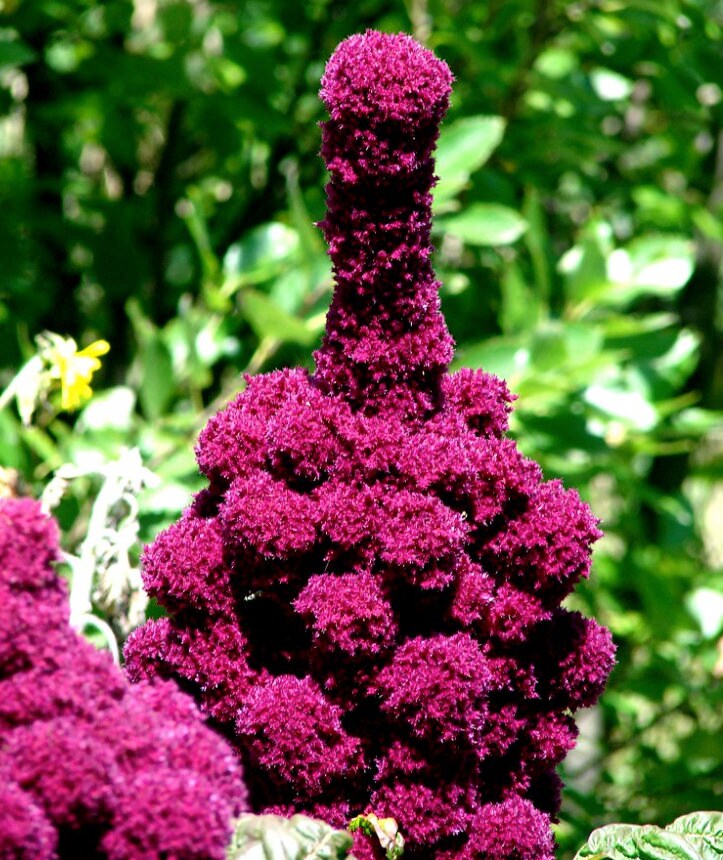 Semillas de amaranto cabeza de elefante (Amaranthus gangeticus) - Anual - Más de 50 semillas