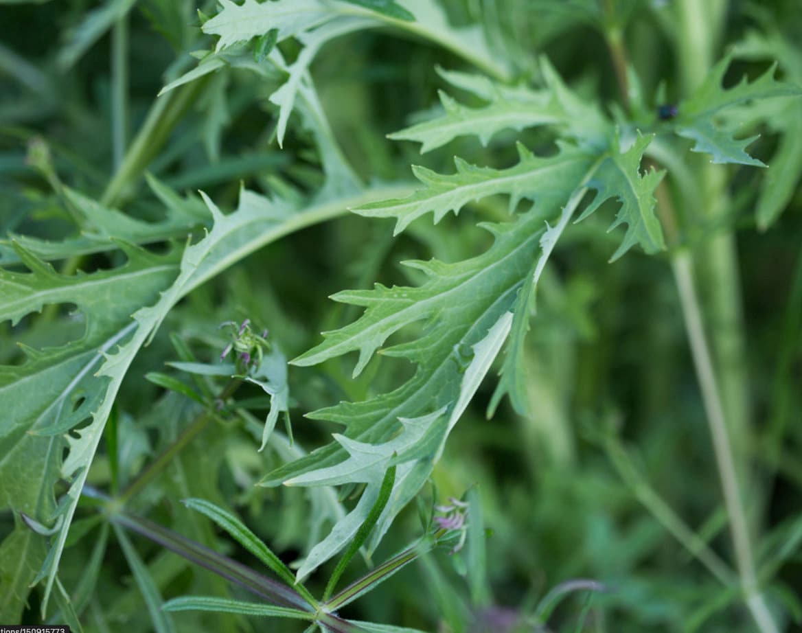 Mizuna, Japanese Mustard Seeds (Brassica Rapa var. Nipposinica) - 100+ Seeds
