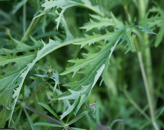 Mizuna, Japanese Mustard Seeds (Brassica Rapa var. Nipposinica) - 100+ Seeds