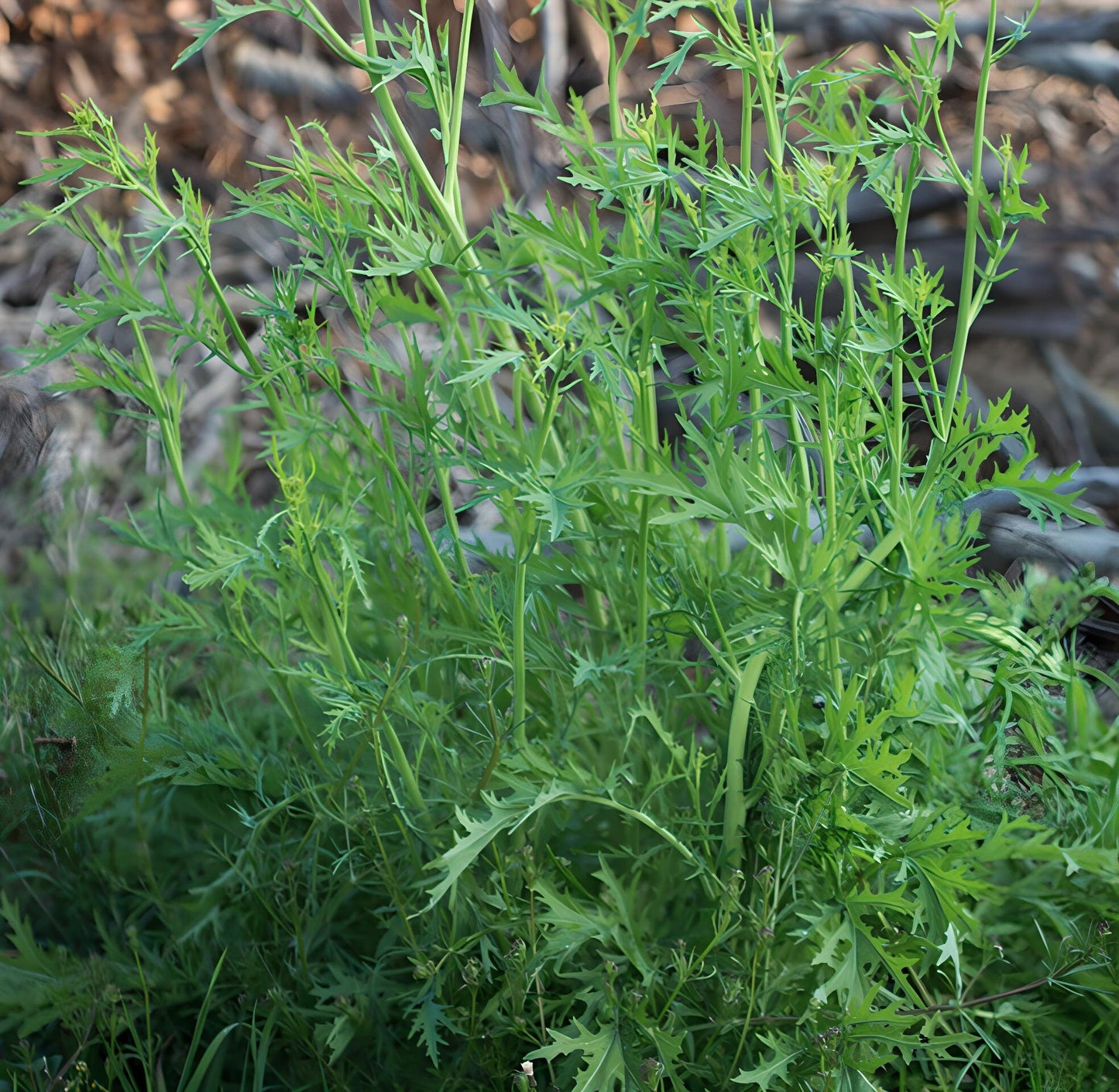 Mizuna, Japanese Mustard Seeds (Brassica Rapa var. Nipposinica) - 100+ Seeds