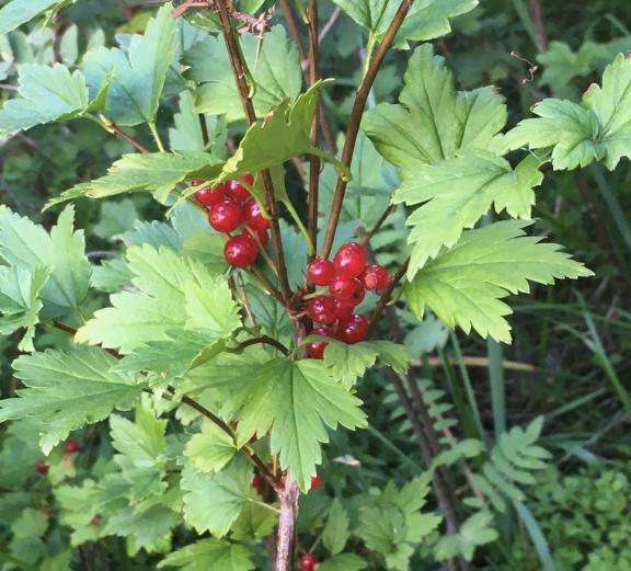 Grosella alpina (Ribes alpinum, grosella de montaña) - Planta perenne - Arbusto de bayas - Zona 3 - Más de 50 semillas
