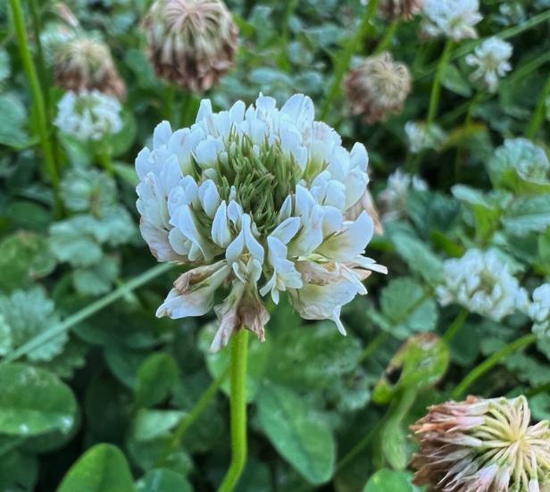 Semillas de trébol blanco (Trifolium repens): planta perenne que cubre el suelo, zona 3, más de 1000 semillas