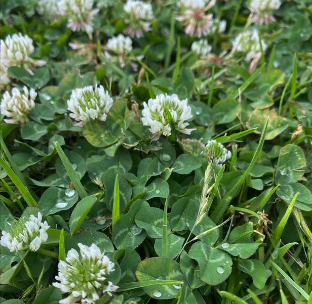 Semillas de trébol blanco (Trifolium repens): planta perenne que cubre el suelo, zona 3, más de 1000 semillas