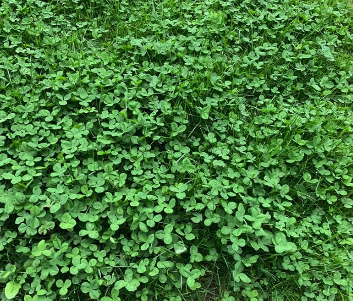Semillas de trébol blanco (Trifolium repens): planta perenne que cubre el suelo, zona 3, más de 1000 semillas