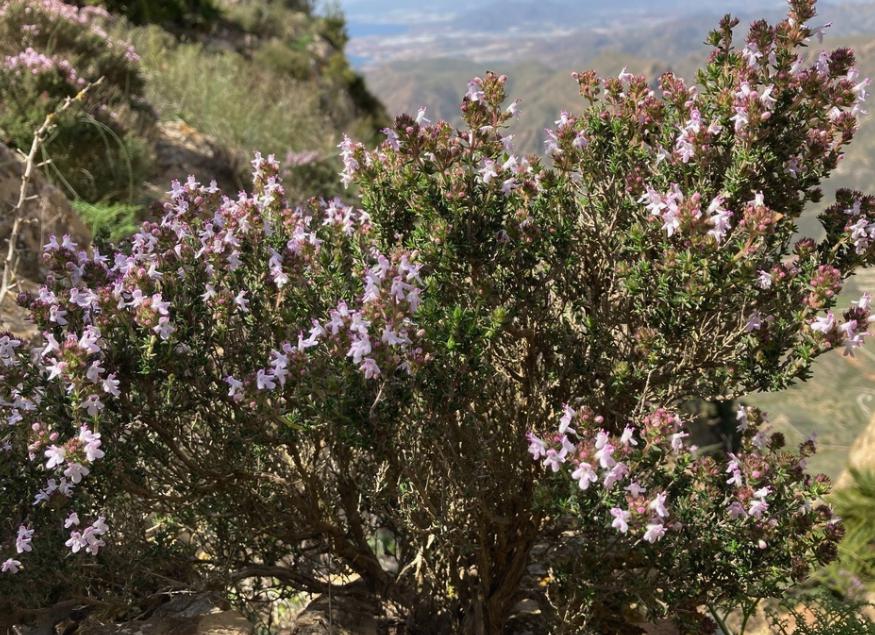 French Thyme (Thymus vulgaris, Common Thyme) - Perennial Herb - Zone 4-5 - 1000+ Seeds