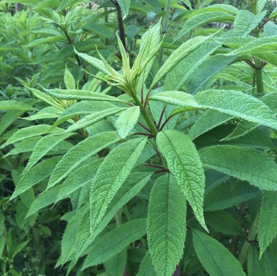Joe-Pye Weed Seeds (Eutrochium fistulosum, Trumpetweed) - Zone 3 - 200+ Seeds