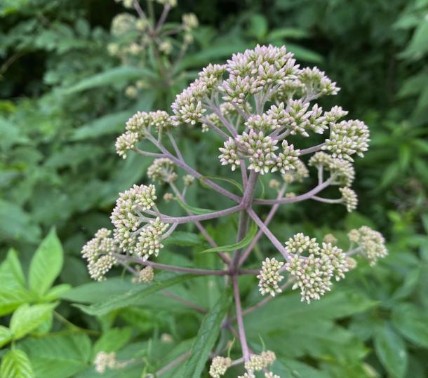 Joe-Pye Weed Seeds (Eutrochium fistulosum, Trumpetweed) - Zone 3 - 200+ Seeds