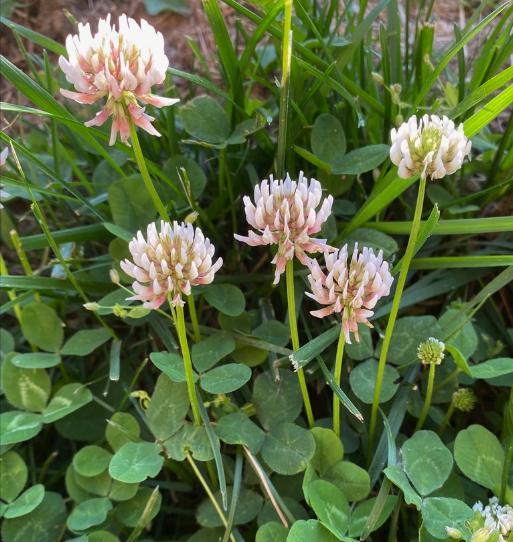 Semillas de trébol blanco (Trifolium repens): planta perenne que cubre el suelo, zona 3, más de 1000 semillas