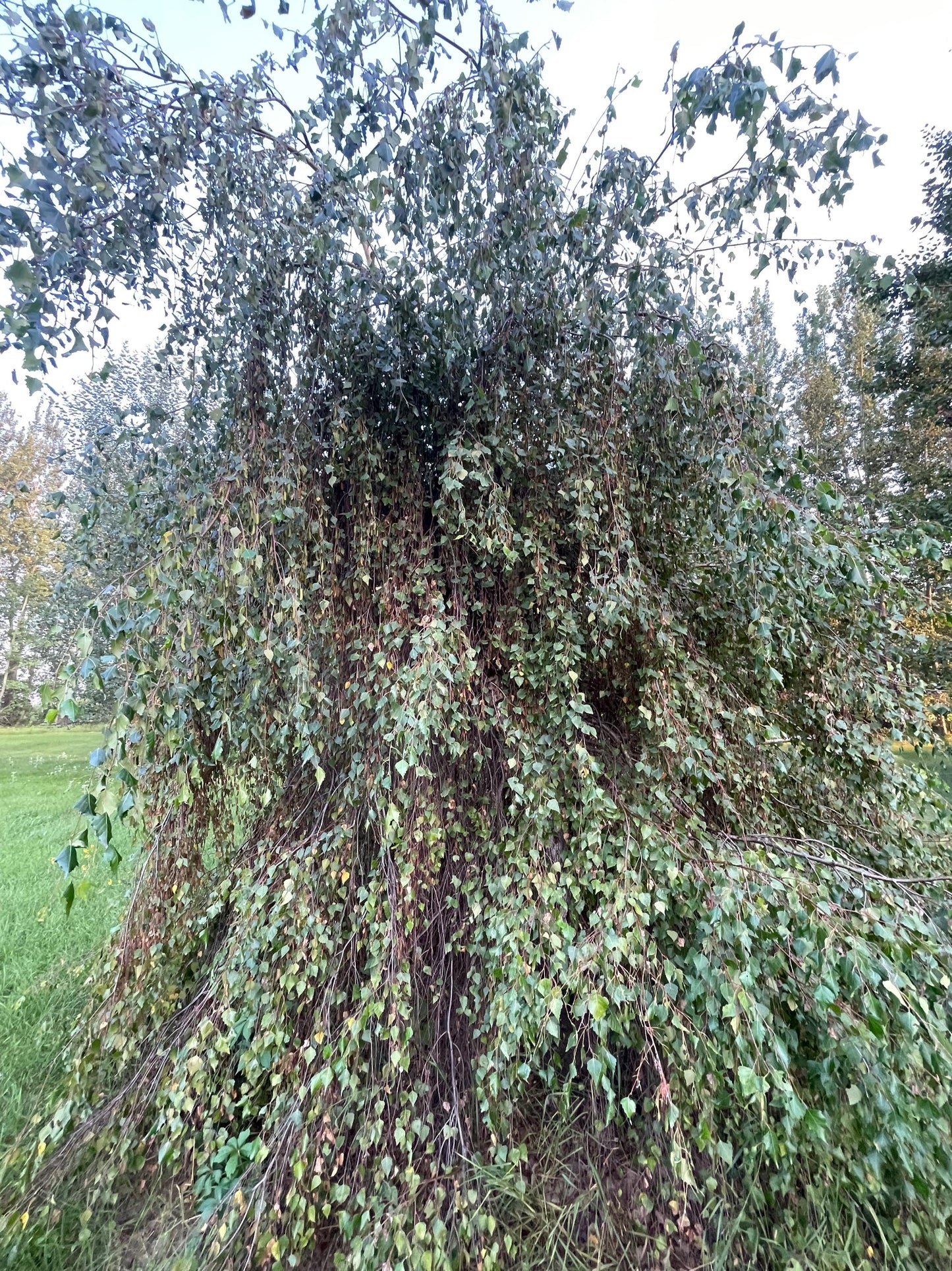 Bouleau pleureur (Betula pendula) - Zone 2 - 300+ graines