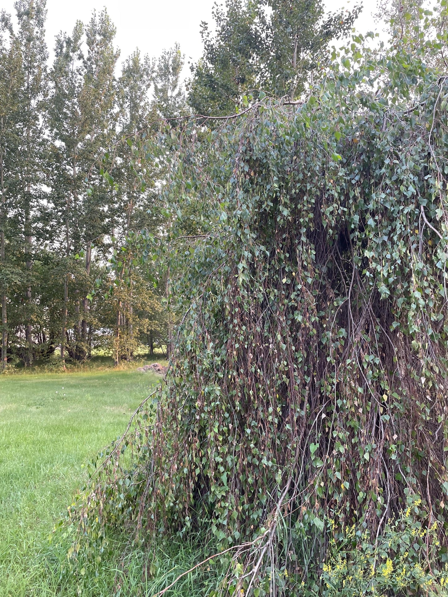 Bouleau pleureur (Betula pendula) - Zone 2 - 300+ graines