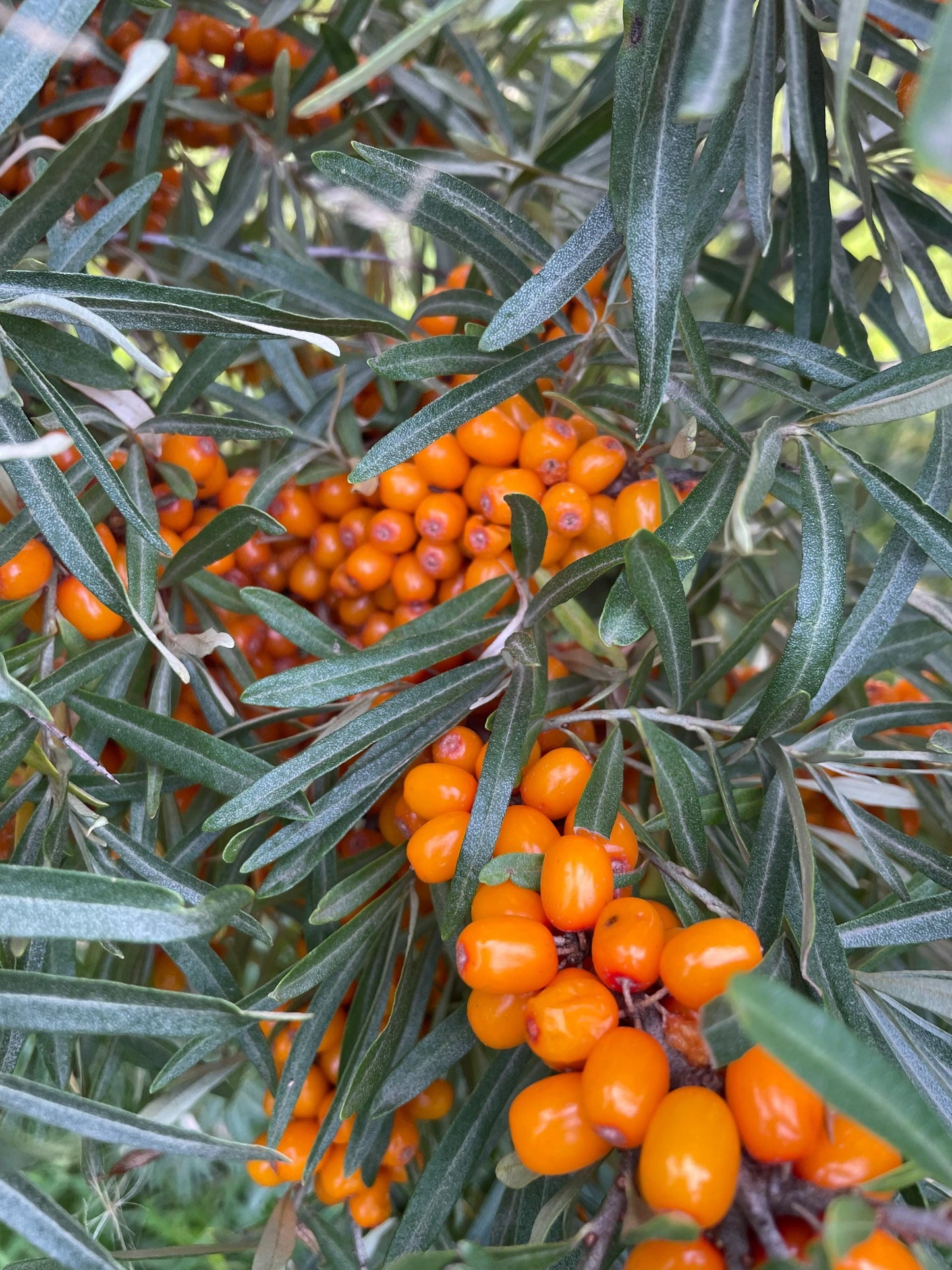 Espino cerval de mar de cinturón protector (Hippophae rhamnoides 'Indian Summer') - Zona 3 - 50+ semillas