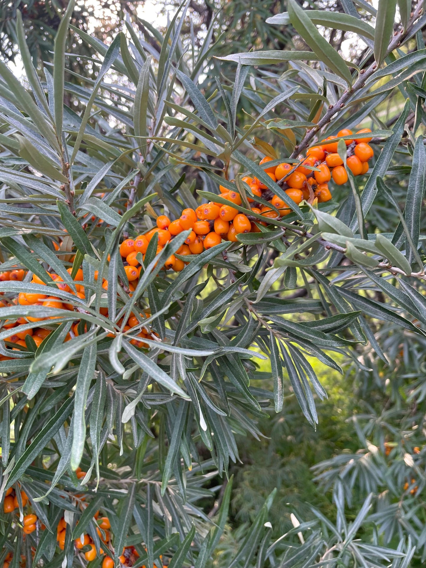 Espino cerval de mar de cinturón protector (Hippophae rhamnoides 'Indian Summer') - Zona 3 - 50+ semillas