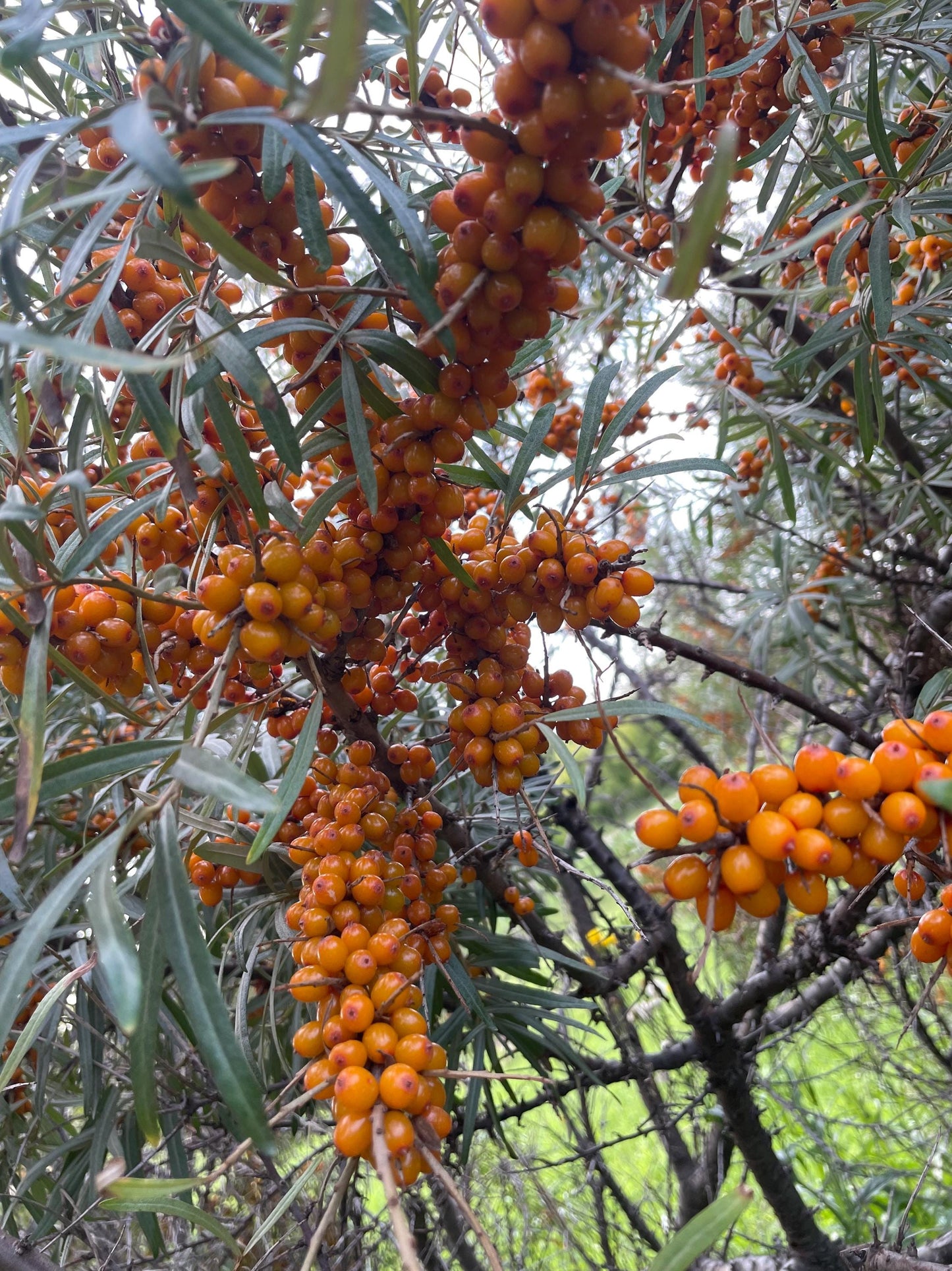 Espino cerval de mar de cinturón protector (Hippophae rhamnoides 'Indian Summer') - Zona 3 - 50+ semillas