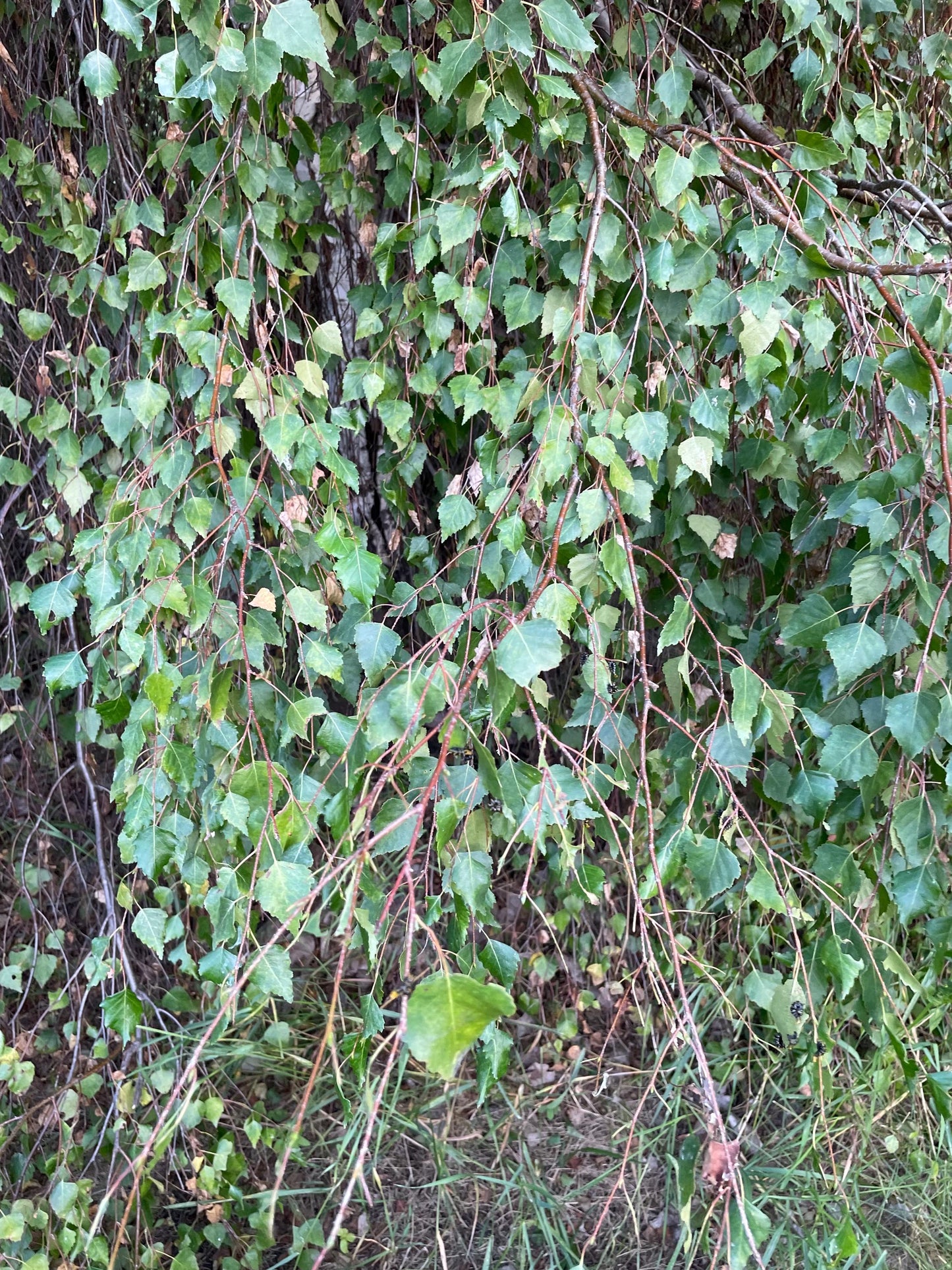 Bouleau pleureur (Betula pendula) - Zone 2 - 300+ graines