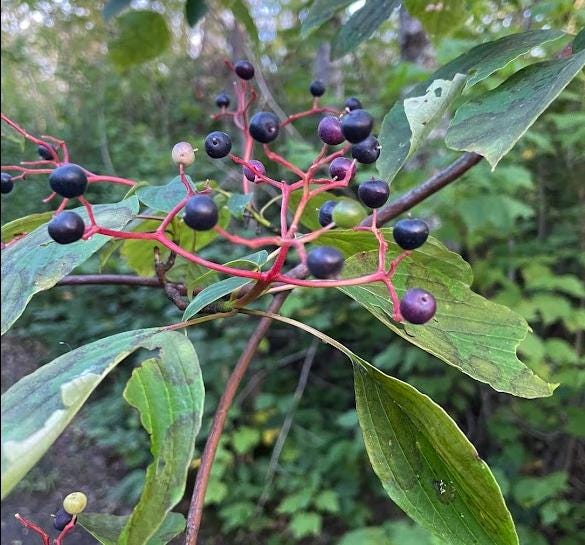 Cornouiller à feuilles alternes (Cornus alternifolia) - Arbre indigène - Zone 3 - 20+ graines