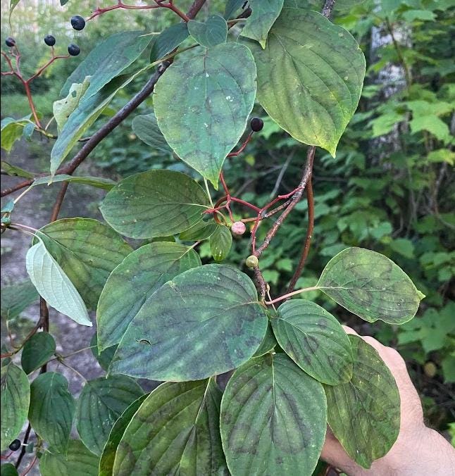 Cornouiller à feuilles alternes (Cornus alternifolia) - Arbre indigène - Zone 3 - 20+ graines