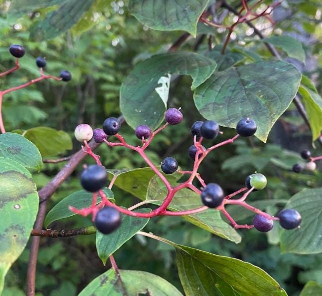 Cornouiller à feuilles alternes (Cornus alternifolia) - Arbre indigène - Zone 3 - 20+ graines