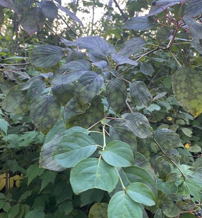 Cornouiller à feuilles alternes (Cornus alternifolia) - Arbre indigène - Zone 3 - 20+ graines