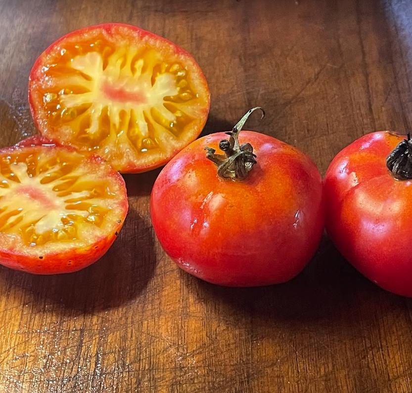 Hillbilly - Semillas de tomate - Tomate tradicional - Más de 25 semillas