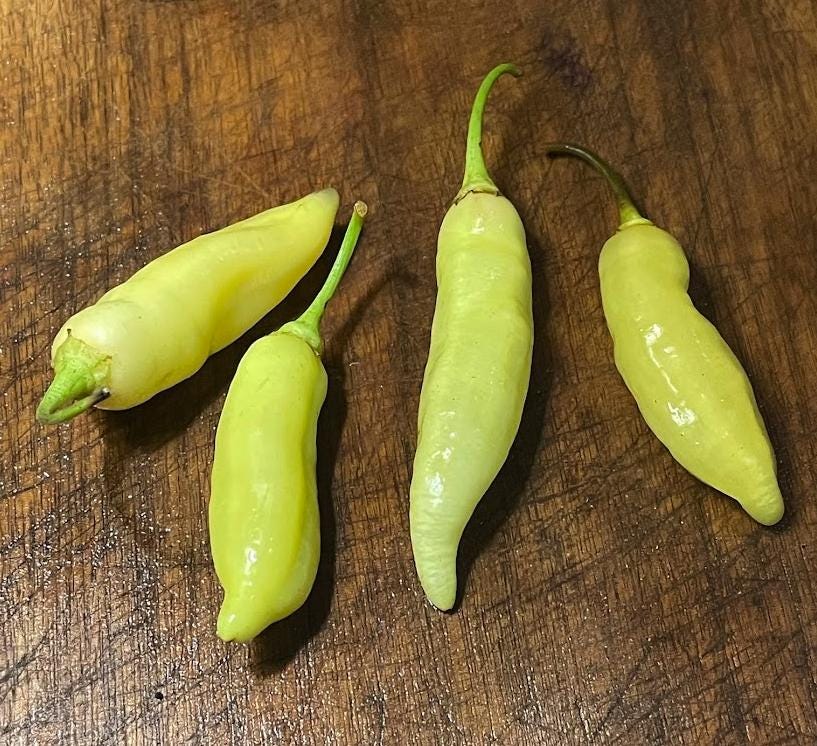 Sugar Rush Peach - Piment fort Heirloom - 10+ graines