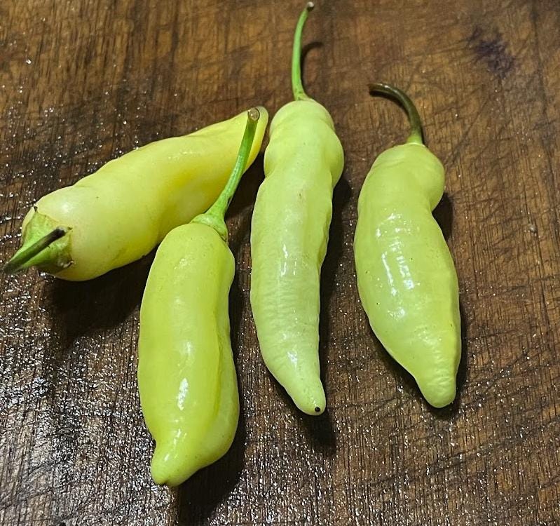 Sugar Rush Peach - Piment fort Heirloom - 10+ graines