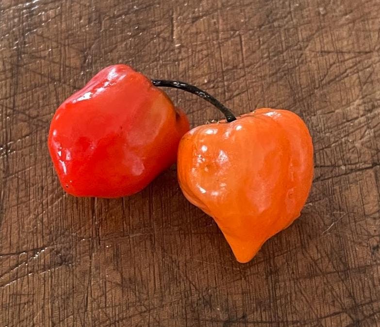 Scotch Bonnet - Piment fort Heirloom - 10+ graines