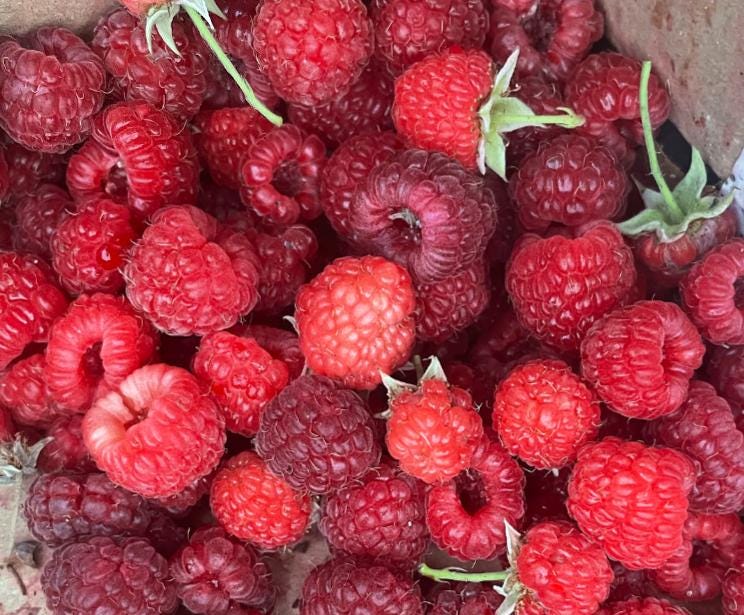 Boyne Raspberry (Rubus idaeus ‘Boyne’) – 50+ Seeds