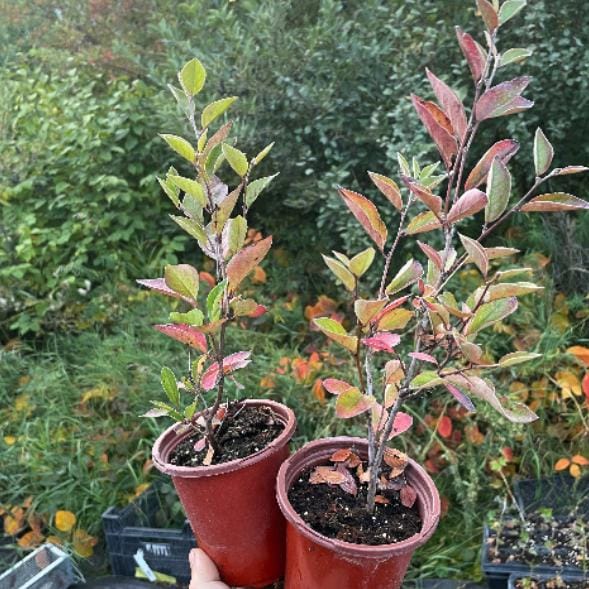 Hedge Cotoneaster (Cotoneaster lucidus) - Zone 2/3 - 20+ Seeds