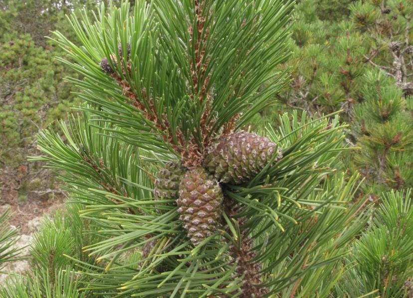 Mugo Pine (Pinus mugo) - Zone 2/3 - 40+ Seeds