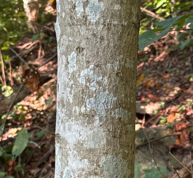 Sugar Maple (Acer saccharum) - Zone 3/4 - 30+ Seeds